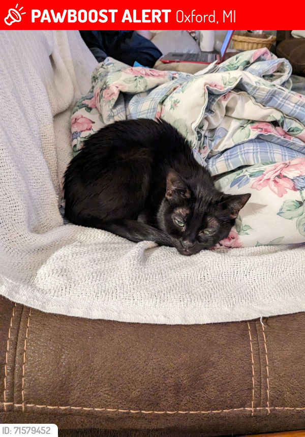 Lost Female Cat last seen Washington Street and West Burdick Street, Oxford, MI 48371