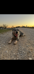 Lost Male Dog last seen Cr 235 on hey 259, Henderson, TX 75652