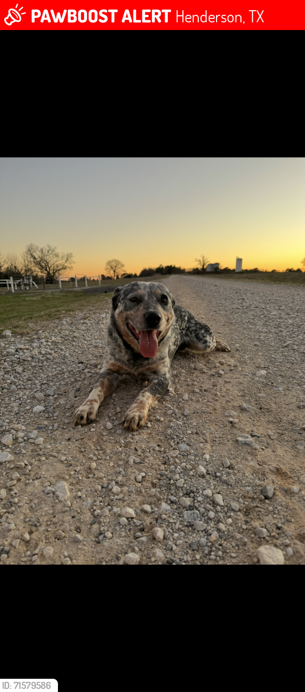 Lost Male Dog last seen Cr 235 on hey 259, Henderson, TX 75652