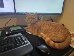 Lost Female Cat last seen Near se rosewood street, Hillsboro, OR 97123