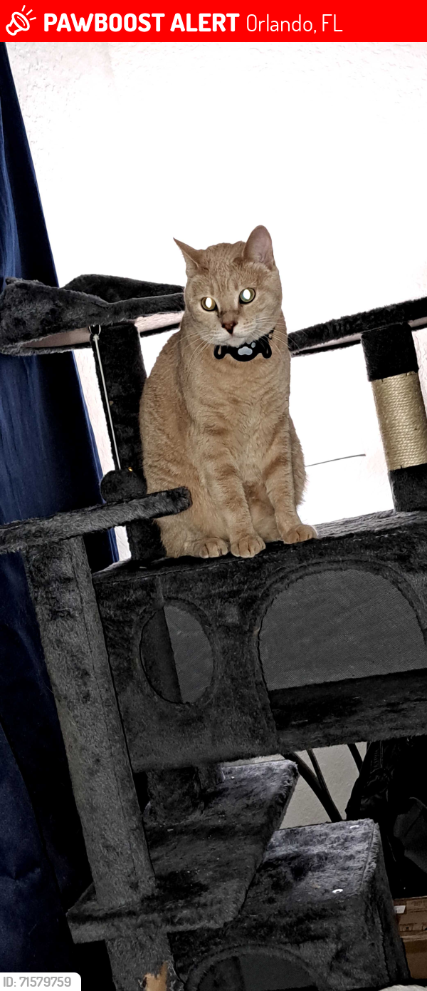 Lost Male Cat last seen N. Lake Orlando Parkway, Orlando, FL 32808