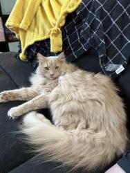 Lost Male Cat last seen 121st St and Aspen Ave; The Villas at Aspen Creek neighborhood , Broken Arrow, OK 74011