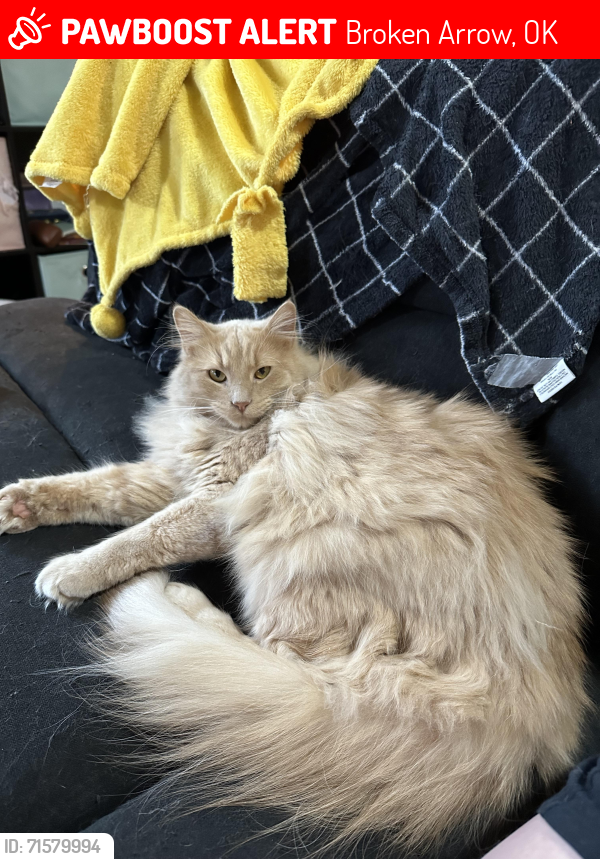 Lost Male Cat last seen 121st St and Aspen Ave; The Villas at Aspen Creek neighborhood , Broken Arrow, OK 74011