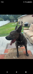 Lost Male Dog last seen Lowry Park zoo , Tampa, FL 33604