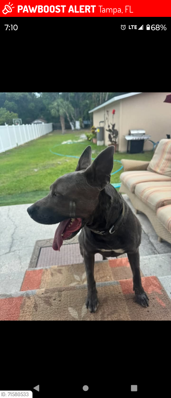 Lost Male Dog last seen Lowry Park zoo , Tampa, FL 33604
