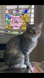 Lost Female Cat last seen Mill Canyon Road San Marino CA 91108, San Marino, CA 91108