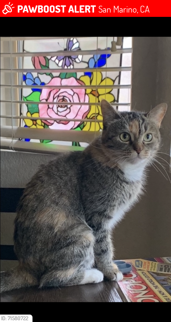 Lost Female Cat last seen Mill Canyon Road San Marino CA 91108, San Marino, CA 91108