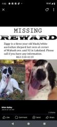 Lost Male Dog last seen George Jenkins and Wabash intersection, Lakeland, FL 33815