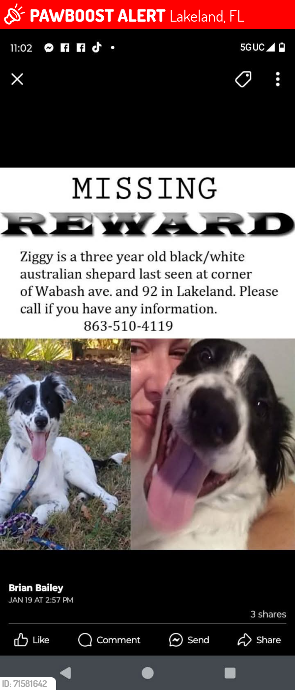Lost Male Dog last seen George Jenkins and Wabash intersection, Lakeland, FL 33815