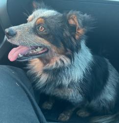 Lost Male Dog last seen Bakersfield , Bakersfield, CA 93301