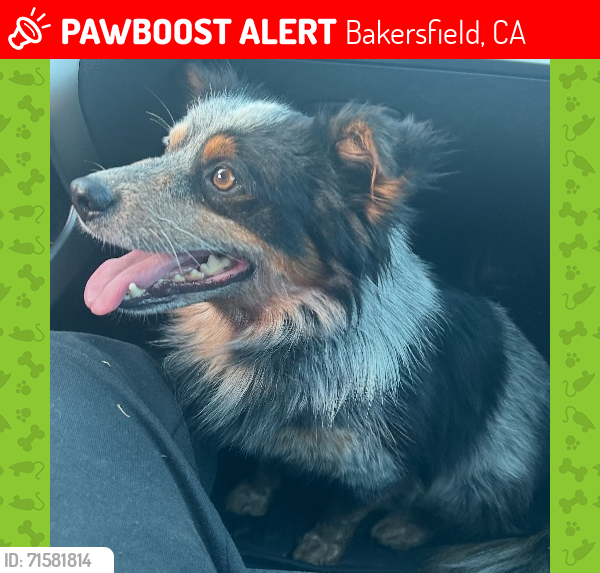 Lost Male Dog last seen Bakersfield , Bakersfield, CA 93301