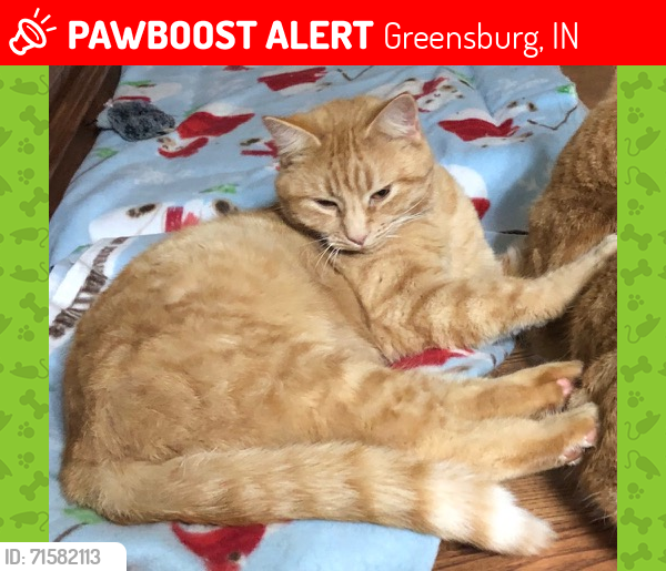 Lost Male Cat last seen Washington Street & Jackson Street First Baptist Church, Greensburg, IN 47240