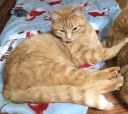 Lost Male Cat last seen Washington Street & Jackson Street First Baptist Church, Greensburg, IN 47240
