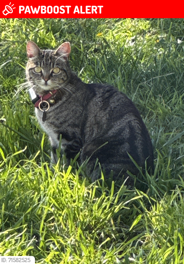 Lost Female Cat last seen El Selinda Dr and Turnbull Canyon Road, Hacienda Heights, CA, Hacienda Heights, CA 91745