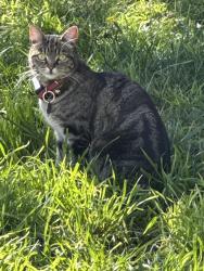 Lost Female Cat last seen El Selinda Dr and Turnbull Canyon Road, Hacienda Heights, CA, Hacienda Heights, CA 91745