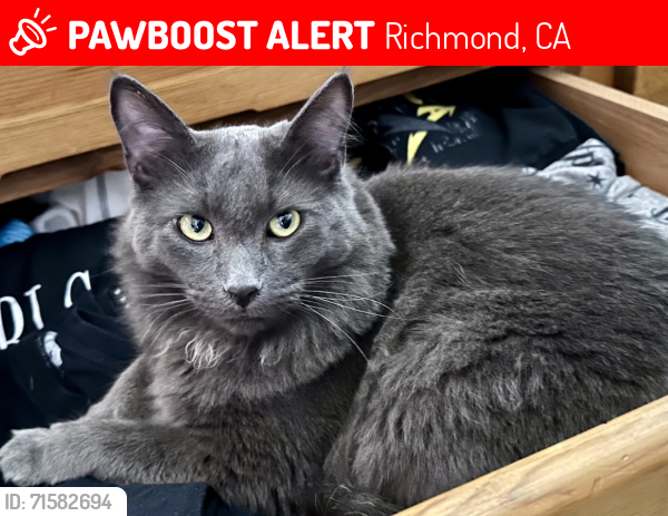 Lost Male Cat last seen Nelson Dr & Sheldon Dr, Richmond, CA 94803