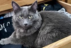 Lost Male Cat last seen Nelson Dr & Sheldon Dr, Richmond, CA 94803