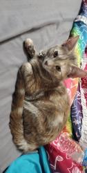 Lost Female Cat last seen cloverdale and McMillan, Boise, ID 83713