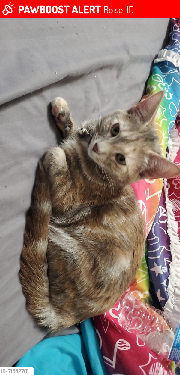 Lost Female Cat last seen cloverdale and McMillan, Boise, ID 83713