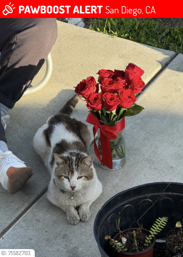 Lost Male Cat last seen Betty St. , San Diego, CA 92154
