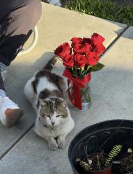 Lost Male Cat last seen Betty St. , San Diego, CA 92154