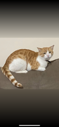 Lost Male Cat last seen stonesby avenue, Leicester, England LE2 6SS