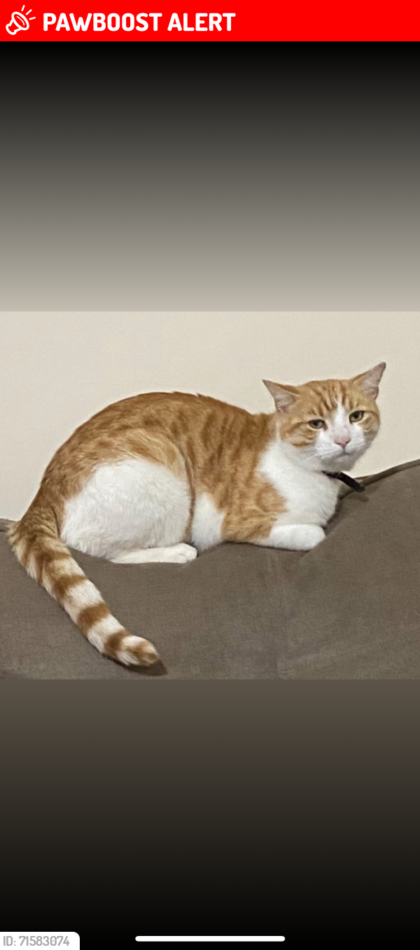 Lost Male Cat last seen stonesby avenue, Leicester, England LE2 6SS
