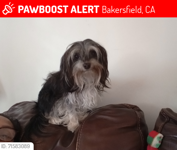Lost Female Dog last seen McCord Ave and Colin B Kelly Dr and Oildale Dr., Bakersfield, CA 93308
