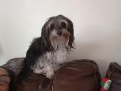 Lost Female Dog last seen McCord Ave and Colin B Kelly Dr and Oildale Dr., Bakersfield, CA 93308