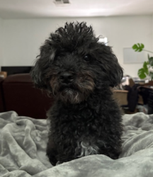 Lost Male Dog last seen Amethyst Park, Redding, CA 96003