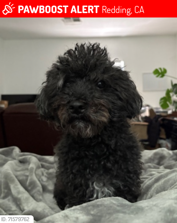 Lost Male Dog last seen Amethyst Park, Redding, CA 96003