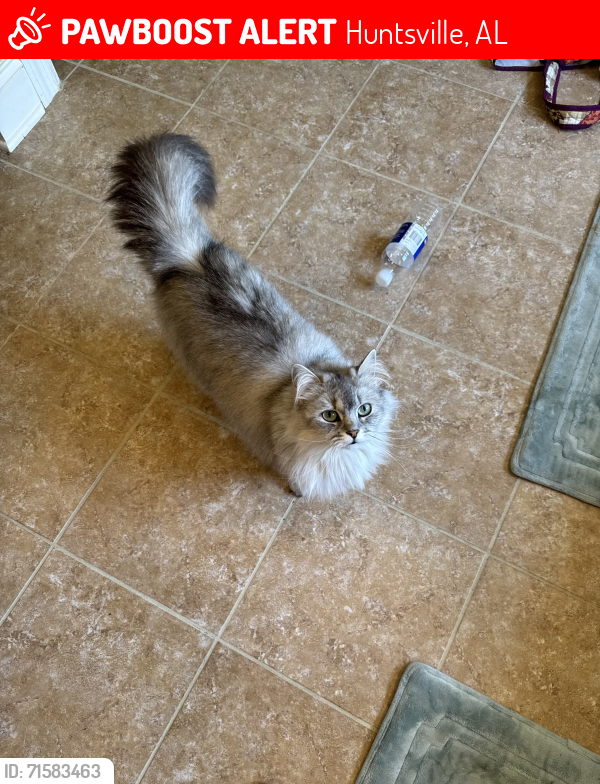Lost Female Cat last seen Riverton and Edenshire, Huntsville, AL 35811