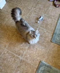 Lost Female Cat last seen Riverton and Edenshire, Huntsville, AL 35811