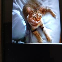 Lost Male Cat last seen Broke walk regent est hackney e8 , Greater London, England E8 4SH