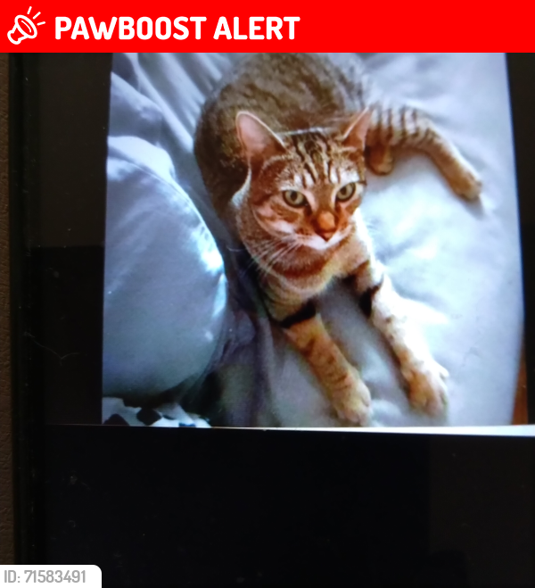 Lost Male Cat last seen Broke walk regent est hackney e8 , Greater London, England E8 4SH