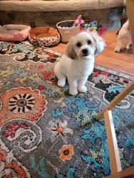Lost Male Dog last seen N houghton rd/5th street , Tucson, AZ 85748