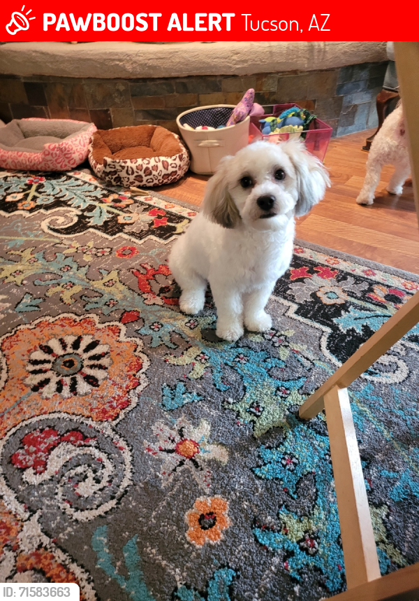 Lost Male Dog last seen N houghton rd/5th street , Tucson, AZ 85748