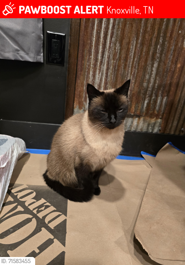 Lost Male Cat last seen Neubert Springs, Rhea Rd, Knoxville, TN 37920