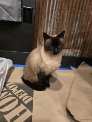 Lost Male Cat last seen Neubert Springs, Rhea Rd, Knoxville, TN 37920