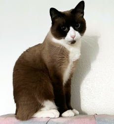 Lost Female Cat last seen Broadway between Alamitos Ave and Bonito Ave, Long Beach, CA 90802