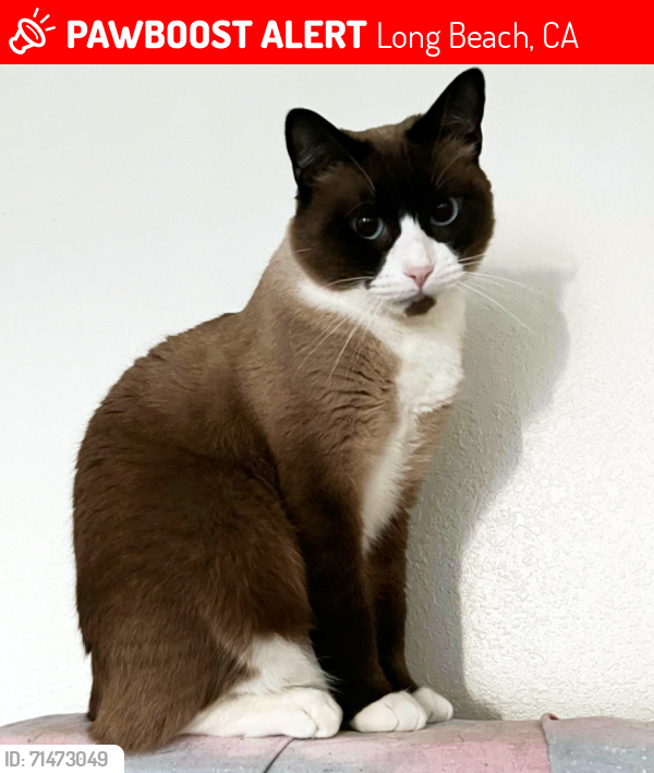 Lost Female Cat last seen Broadway between Alamitos Ave and Bonito Ave, Long Beach, CA 90802