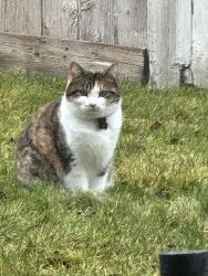 Lost Female Cat last seen Pear & 14th St. Selah Intermediate School, Selah, WA 98942