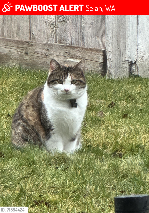 Lost Female Cat last seen Pear & 14th St. Selah Intermediate School, Selah, WA 98942