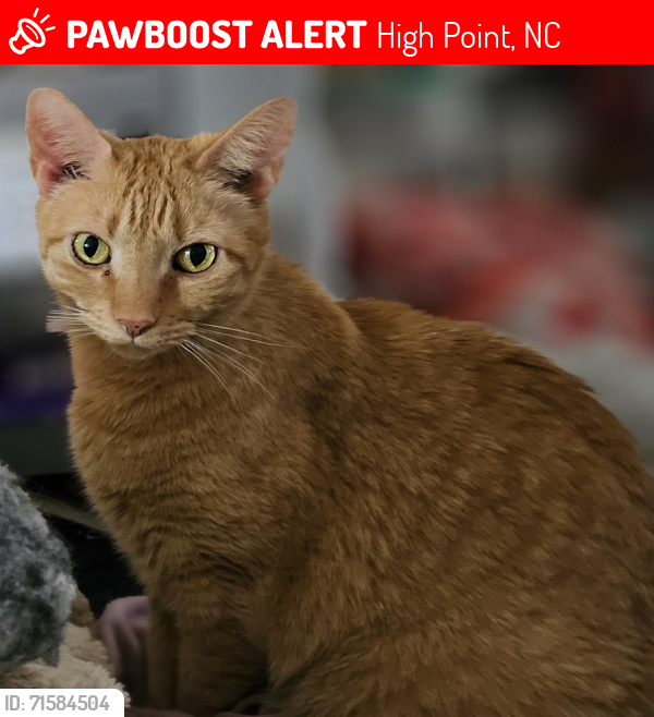 Lost Male Cat last seen He got out of our home into backyard then ran to wooded area of Banbridge Drive in Broadstone homes, near Colony Park & Furnitureland South. He's scared & likely hiding in neighbor's yard. PLEASE LOOK, High Point, NC 27282