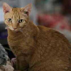 Lost Male Cat last seen He got out of our home into backyard then ran to wooded area of Banbridge Drive in Broadstone homes, near Colony Park & Furnitureland South. He's scared & likely hiding in neighbor's yard. PLEASE LOOK, High Point, NC 27282