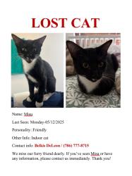 Lost Male Cat last seen Near ave SW 40 ST Miami FL 33185, Coral Gables, FL 33134