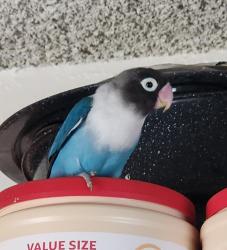 Lost Unknown Bird last seen Santa Ana College area, Santa Ana, CA 92706