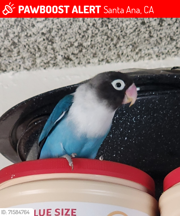 Lost Unknown Bird last seen Santa Ana College area, Santa Ana, CA 92706