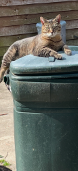 Lost Female Cat last seen Taylor rd and cricket lane, Cincinnati, OH 45248