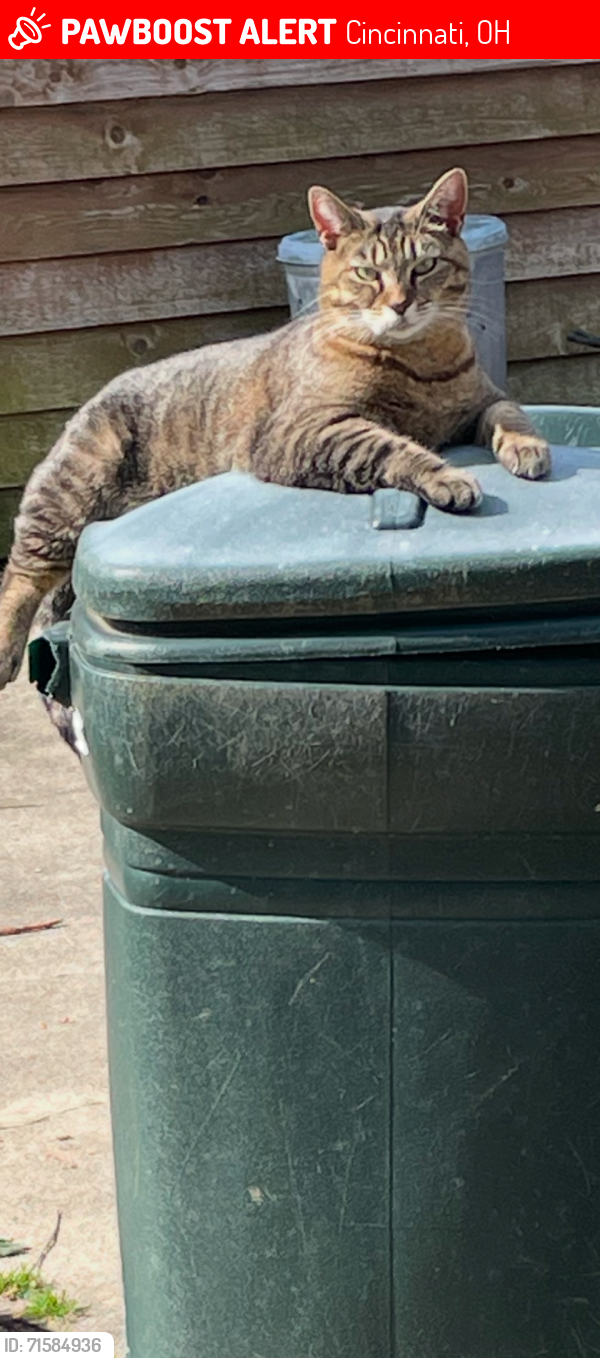 Lost Female Cat last seen Taylor rd and cricket lane, Cincinnati, OH 45248